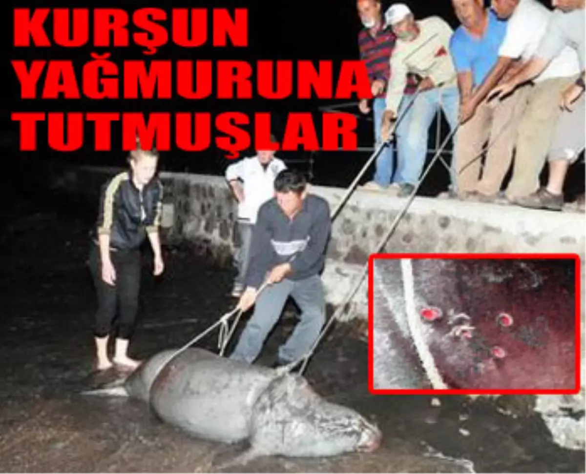 Akdeniz Fokuna Kurşun Yağdırmışlar