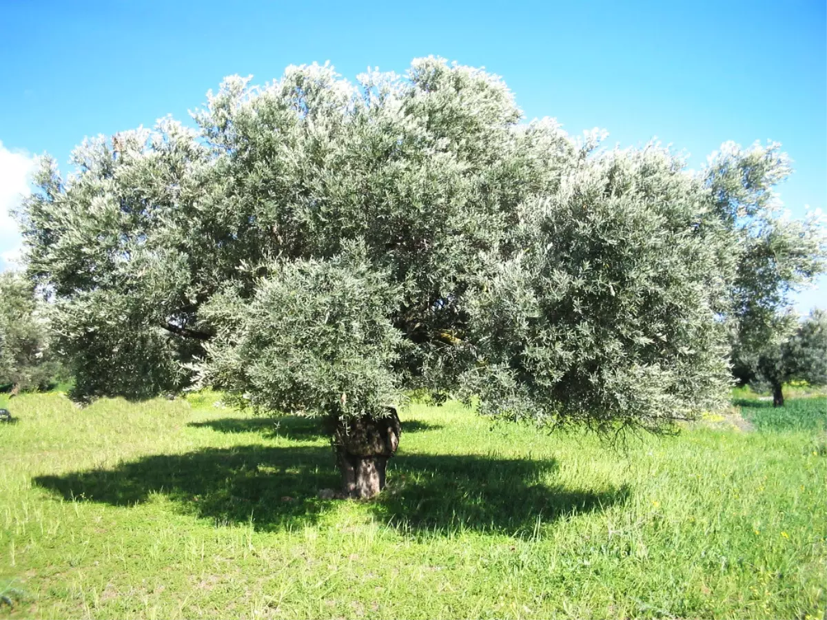 Toprağa Çinko Takviye Edilerek Zekamız Açılacak