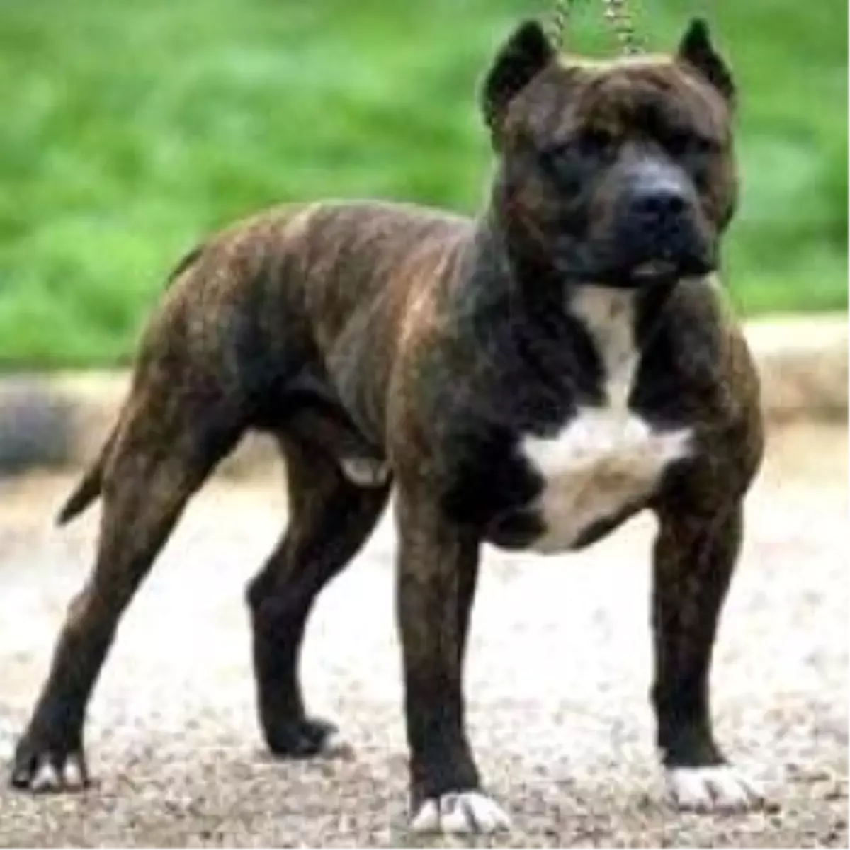 Aile Boyu Pitbull Dehşeti Yaşadılar