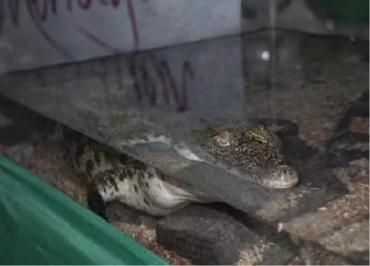 Bursaspor\'a Maskot Mısır\'dan Geldi