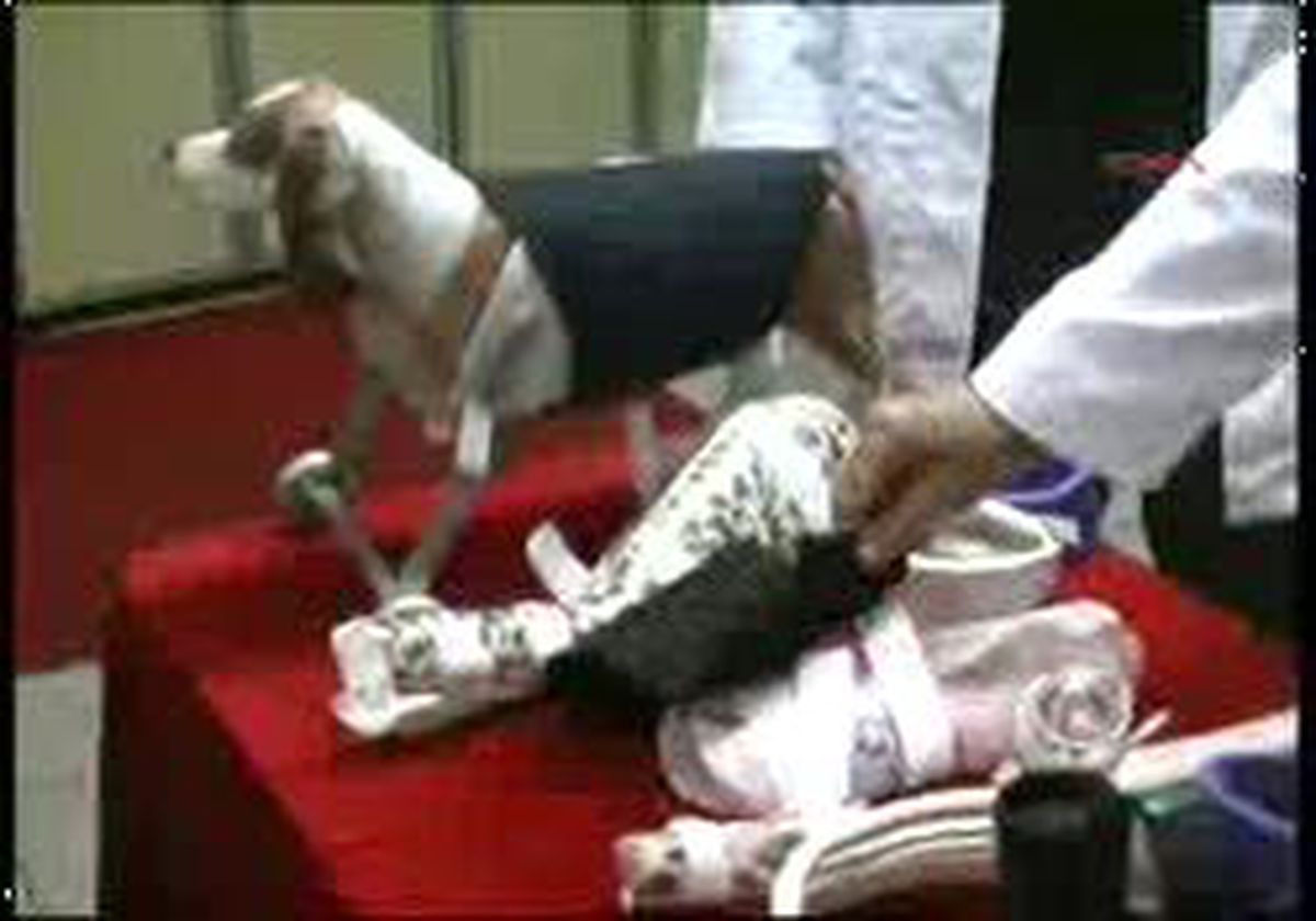 Eskişehir - Kedi Ve Köpekler İçin Özel Patik Ve Korse