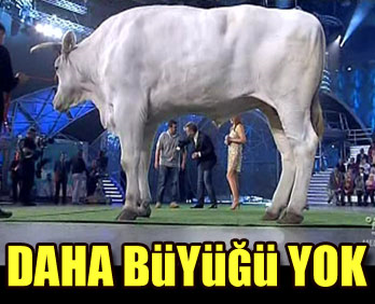 İşte Dünyanın En Büyük Boğası