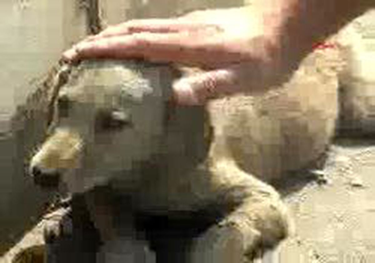 Osmaniye - Yaralı Yavru Köpeğe Emniyet Müdürü Sahip Çıktı