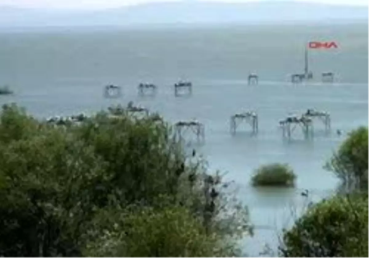 Balıkesir - Pelikanlar Yuvaya Döndü