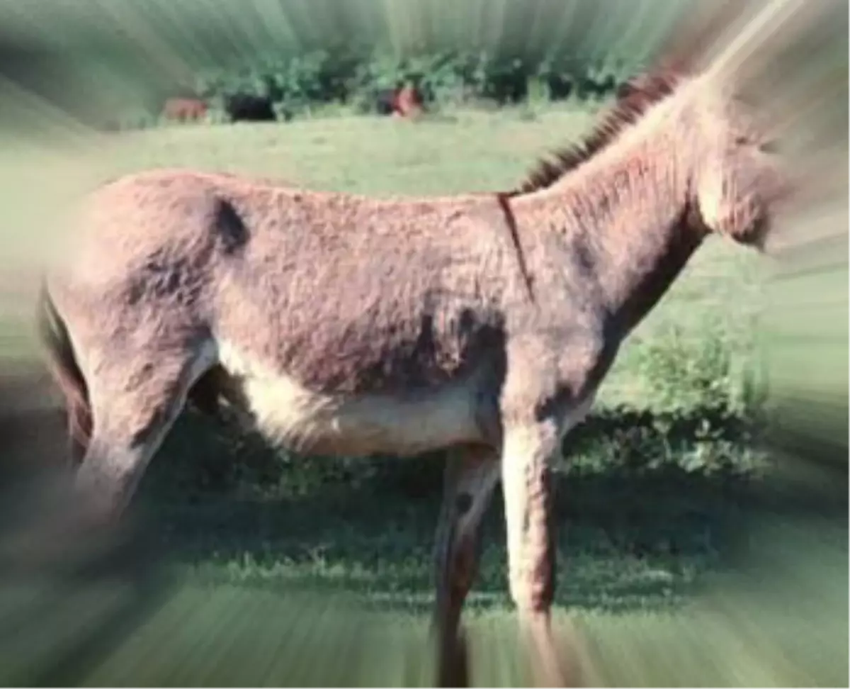 Eşeğe Çarpmamak İsterken Şarampole Uçtu: 1 Ölü, 4 Yaralı