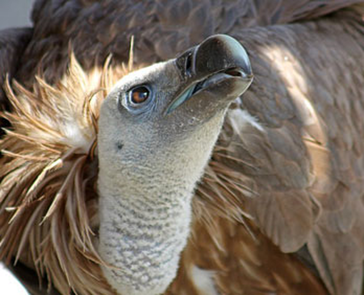 Nesli Tükenen Kızıl Akbabalar Yaşam Mücadelesi Veriyor