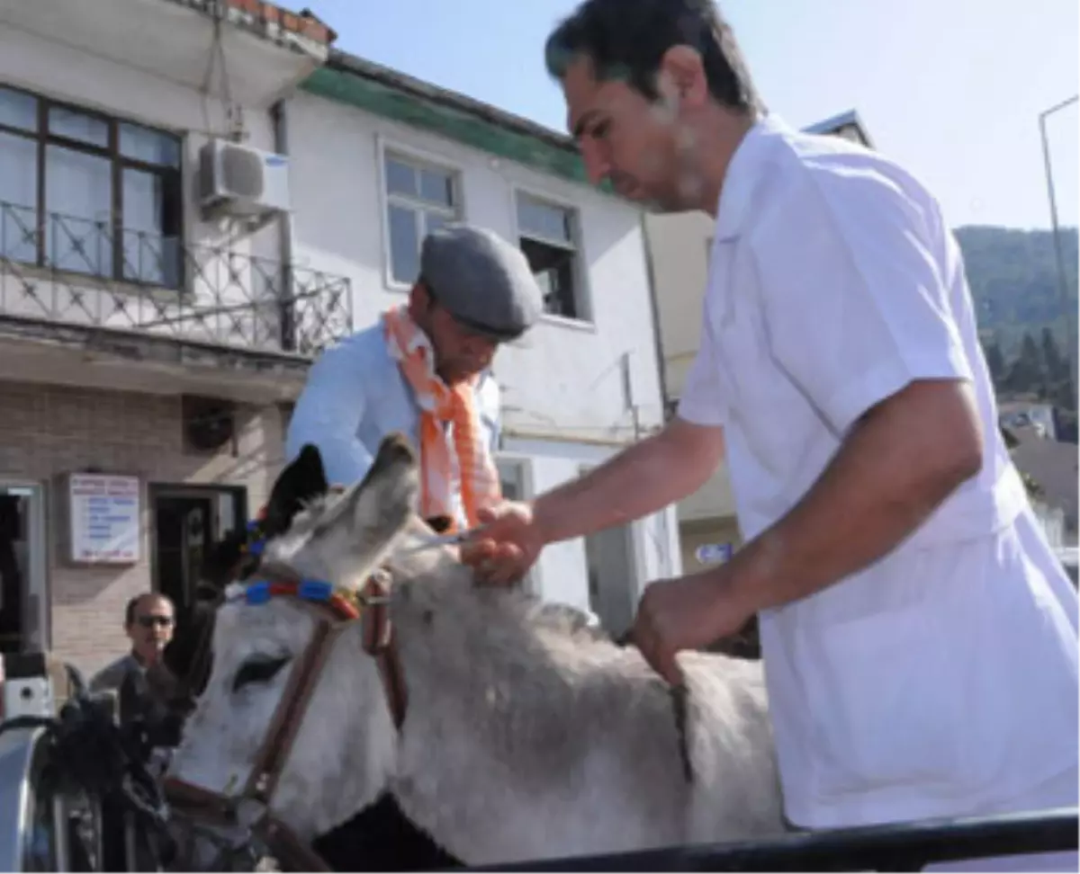 Eşeklere Damat Traşı ve Gelin Başı