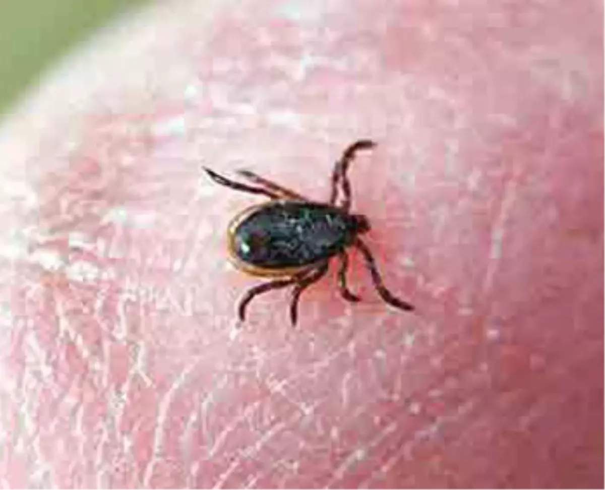 Sağlık Bakanı Akdağ: Kırsaldakiler Keneye Dikkat Etsin