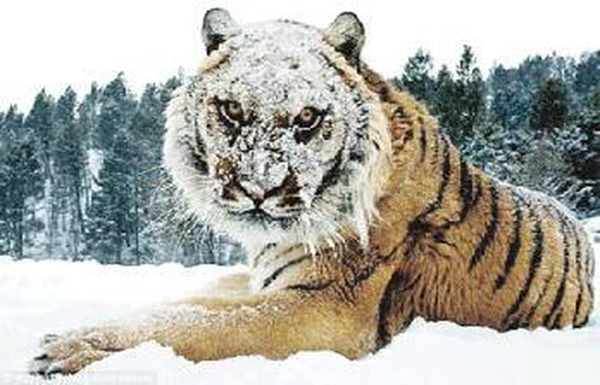 -40 Derecede Vahşi Doğa