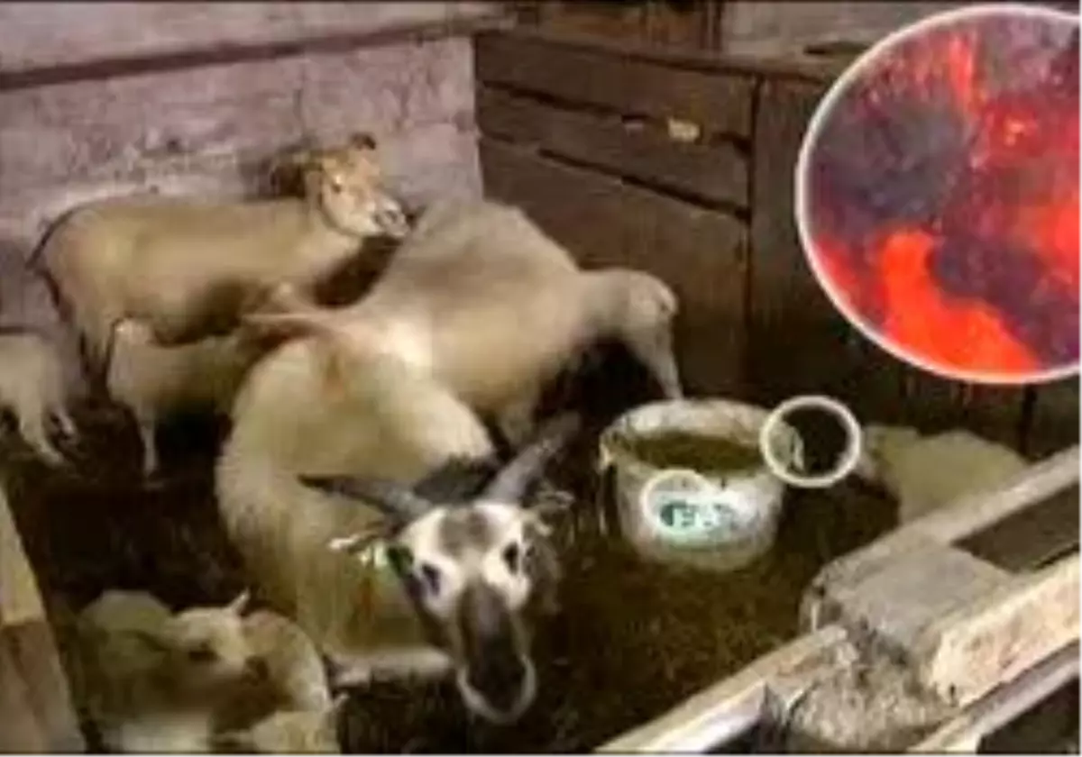 Gözler Eurocontrol?De