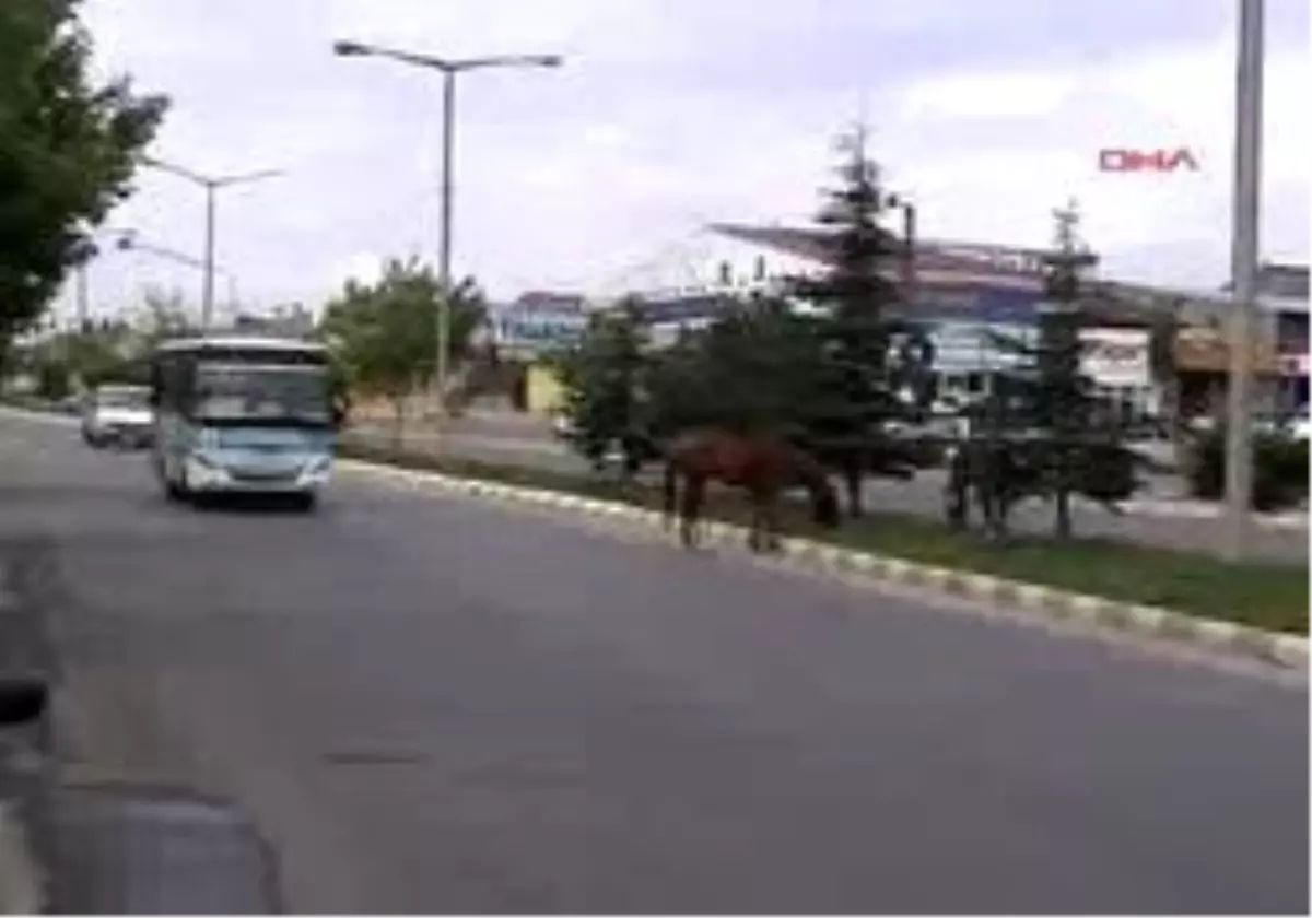 Nevşehir - Atlar, Polis Ve Zabıtayı Peşine Taktı