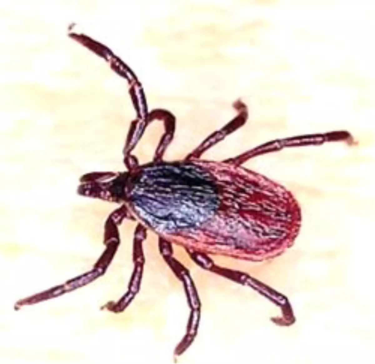 Amasya\'da Kene Can Aldı