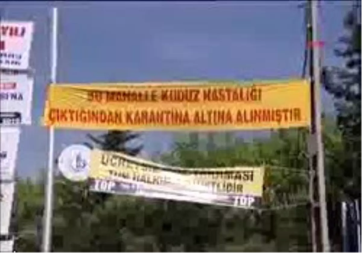 (Özel) - Bağcılar\'da Kuduz Korkusu