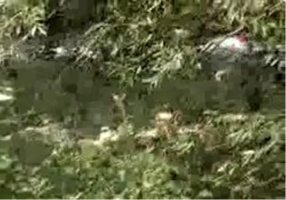 İnegöl - Serinlemek İçin Dereye Giren 2 Öğrenci Boğuldu