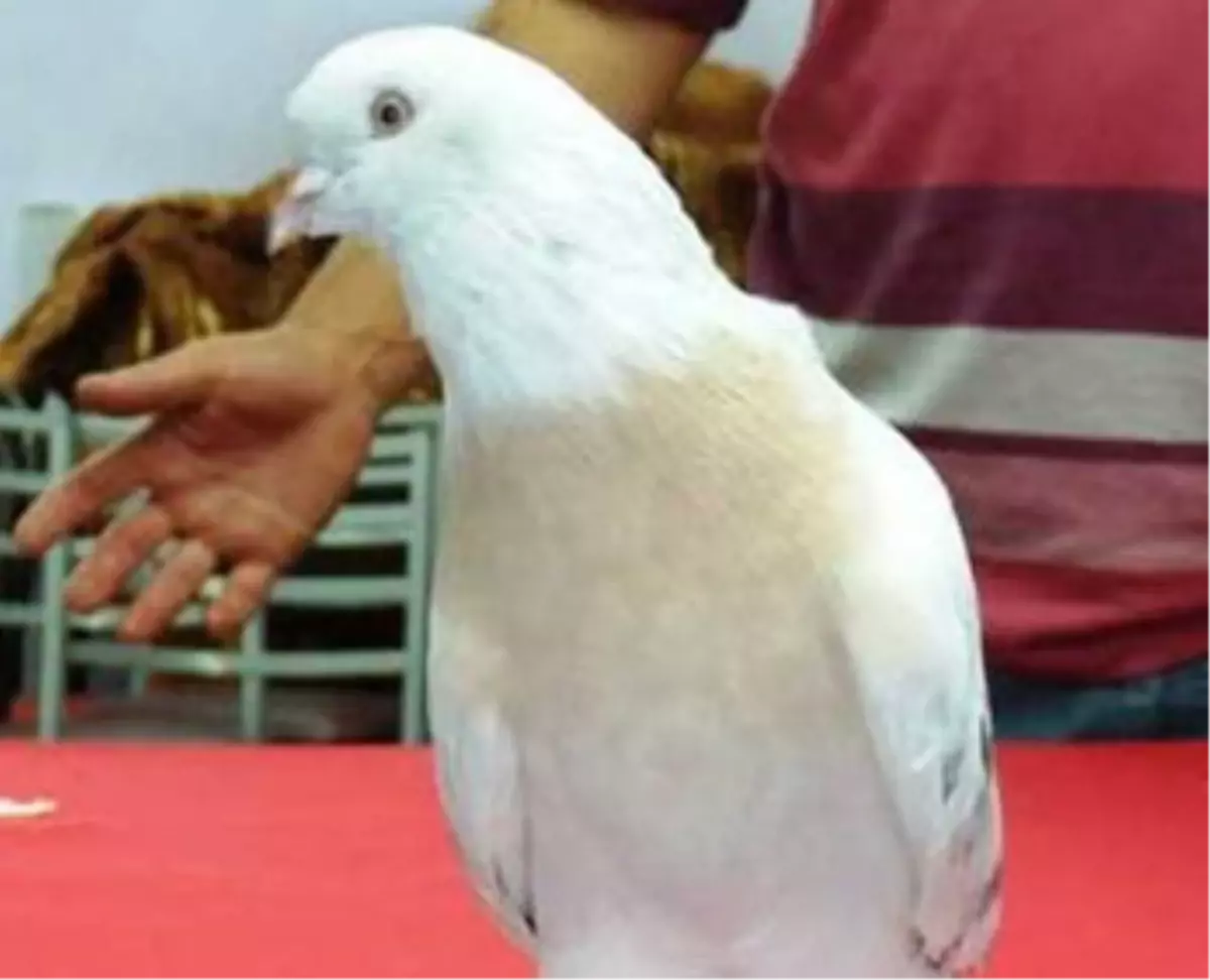 35 Bin Liraya Alıcı Bekliyor