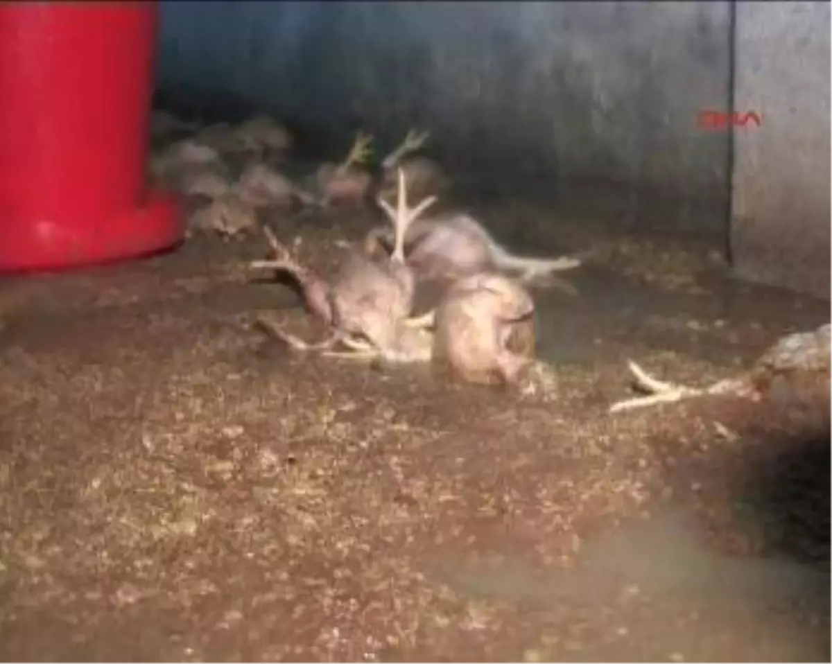 Evler ve Çiftlikler Sular Altında Kaldı, Binlerce Civciv Telef Oldu