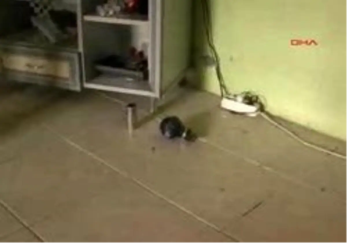 Hakkari - Eve Gözyaşartıcı Bomba Atıldı İddiası