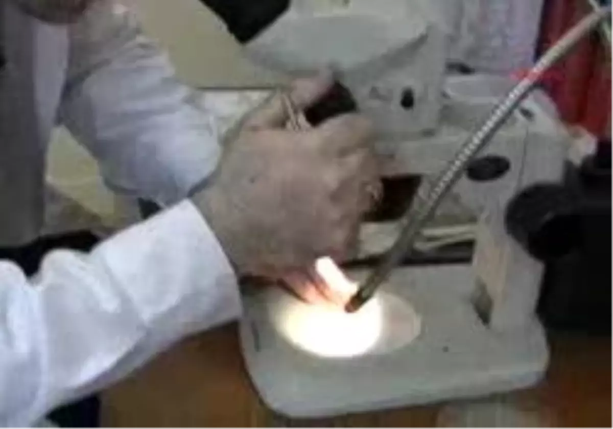 Van - Bitki Kaçakçısı Macar´A 20 Bin Lira Ceza