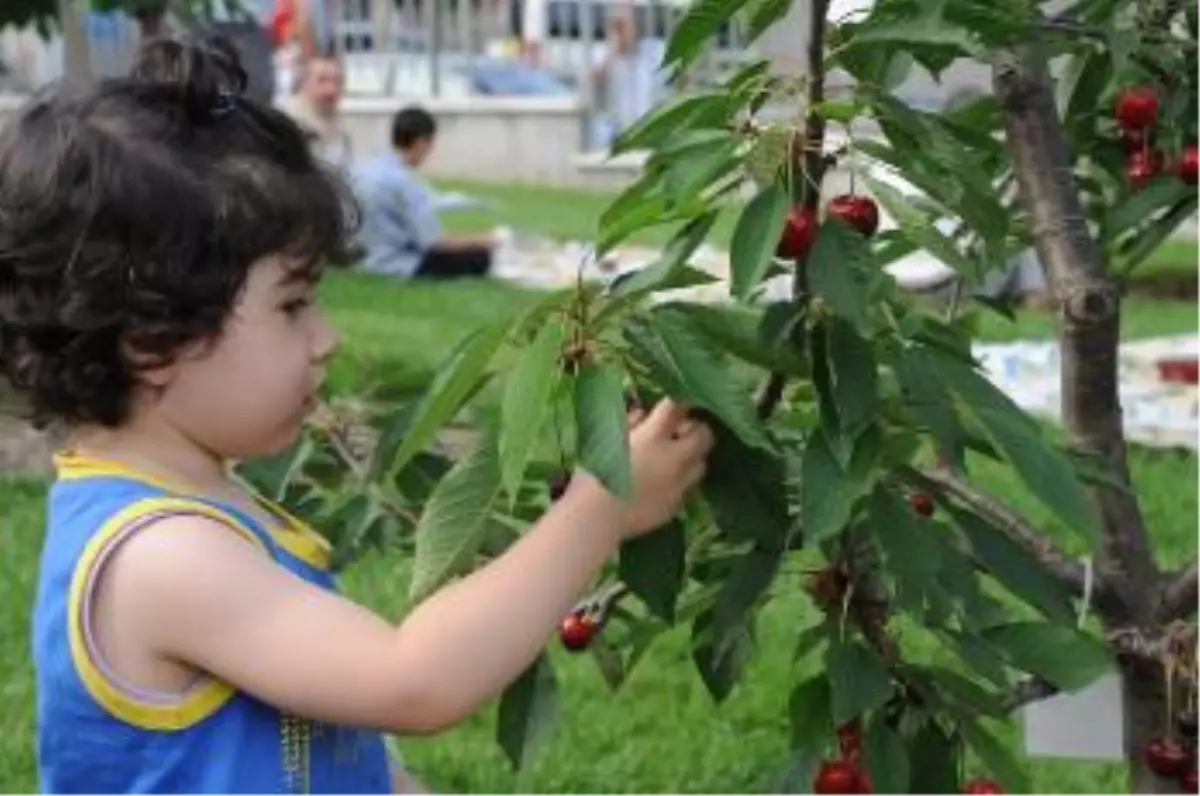 Bakan Ergün Bağcılar\'da Dalından Kiraz Yedi