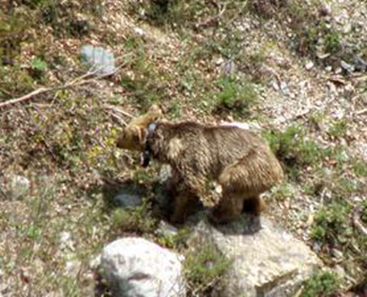 Boz Ayıya İzleme Cihazı