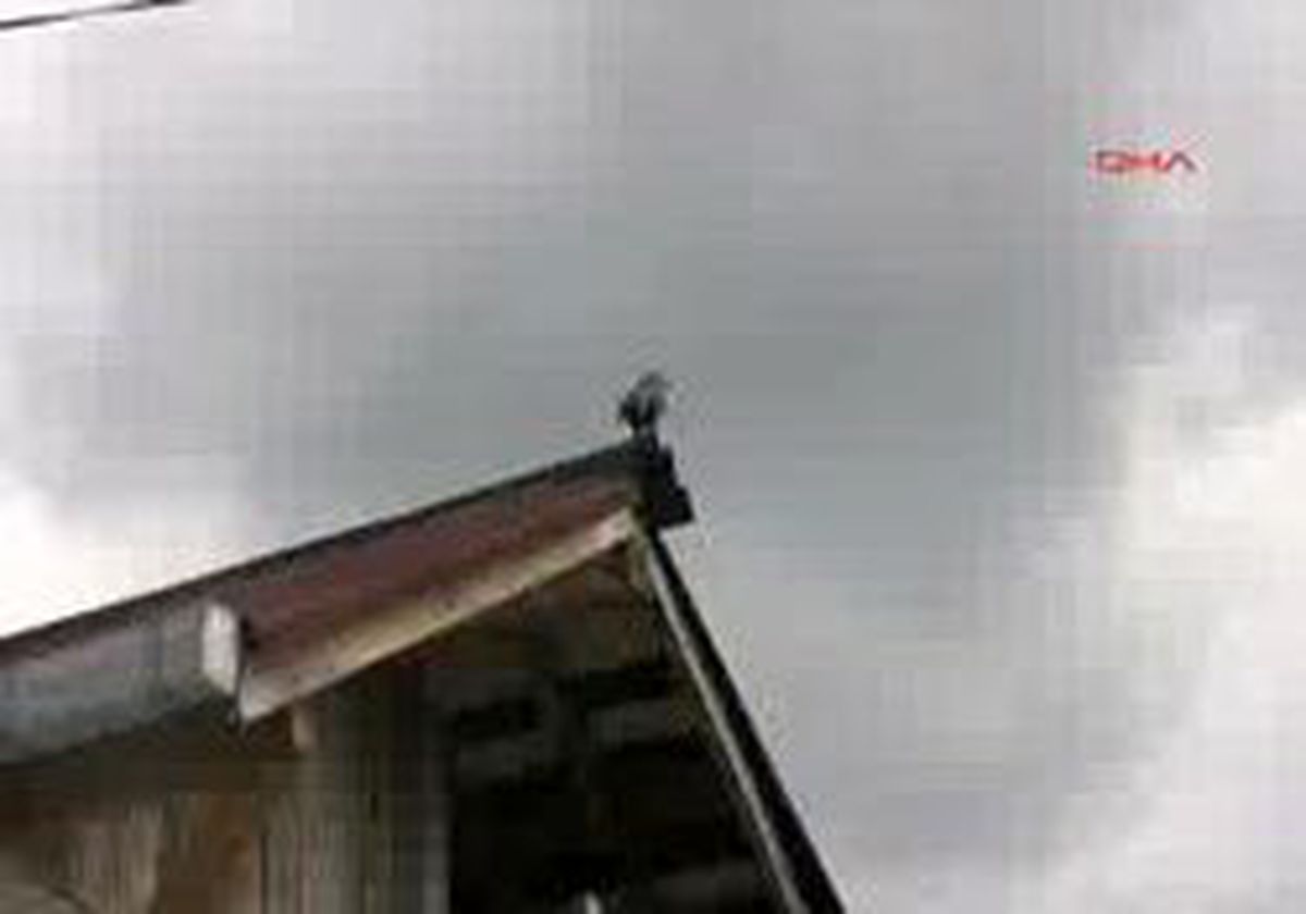 İzmit'te Albino Karga Görenleri Şaşırtıyor