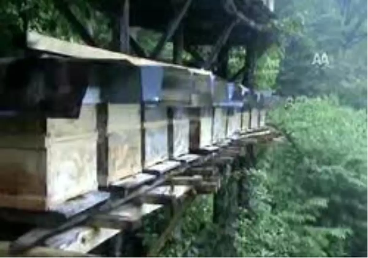 Bal da Yağmur Endişesi