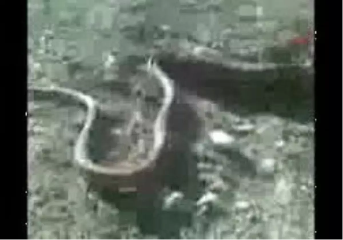 Dev Yılan Görenleri Şok Etti