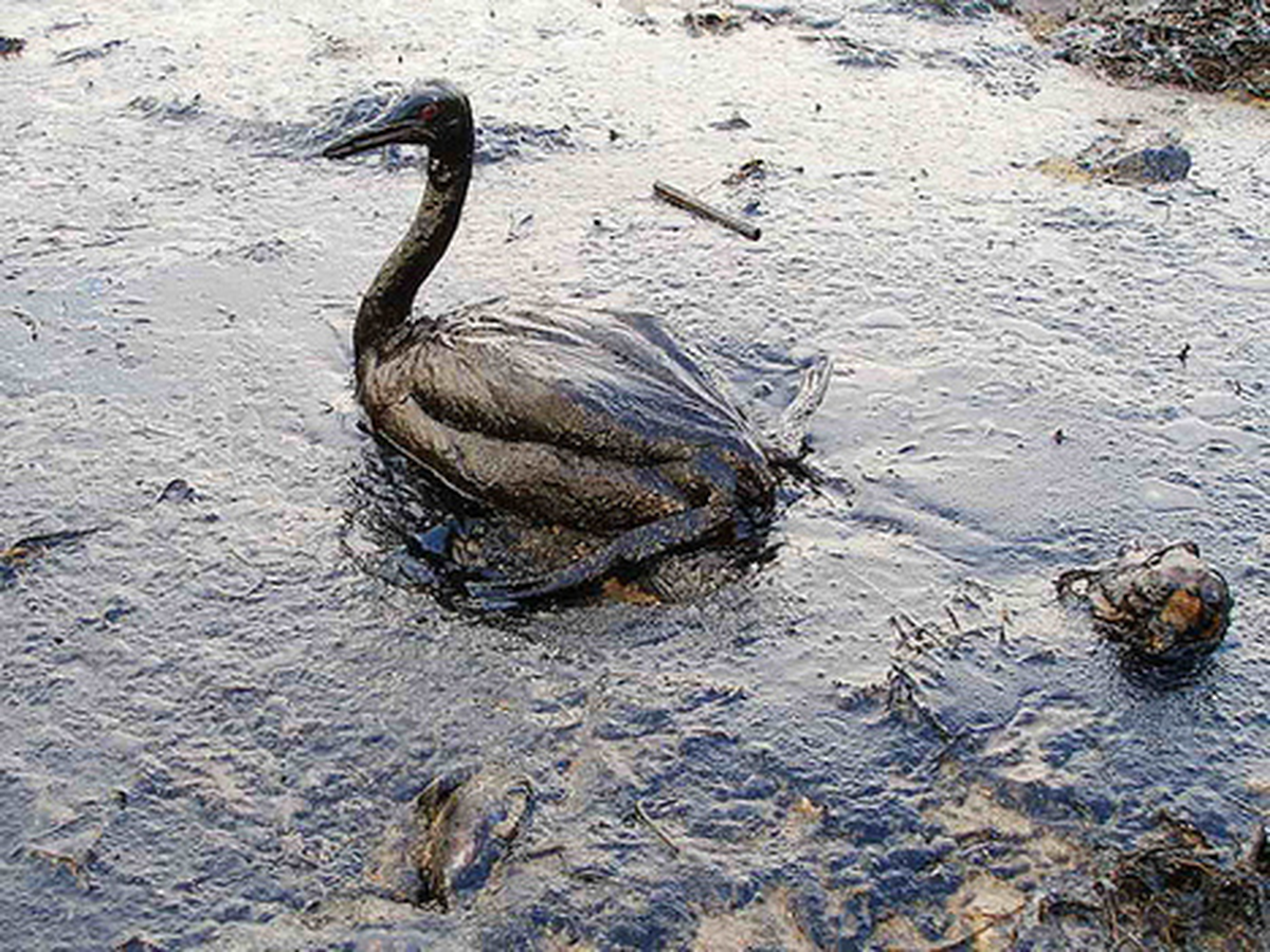 Bp'den Yüzyılın Pr Çalışması