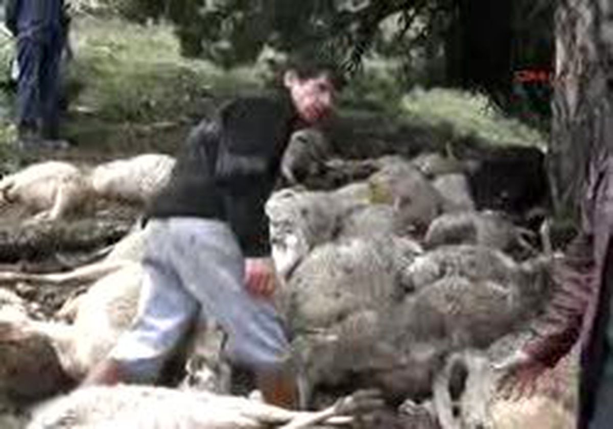 Uşak - Yıldırım Düştü, 120 Koyun, 2 Köpek Ve 1 Eşek Telef Oldu