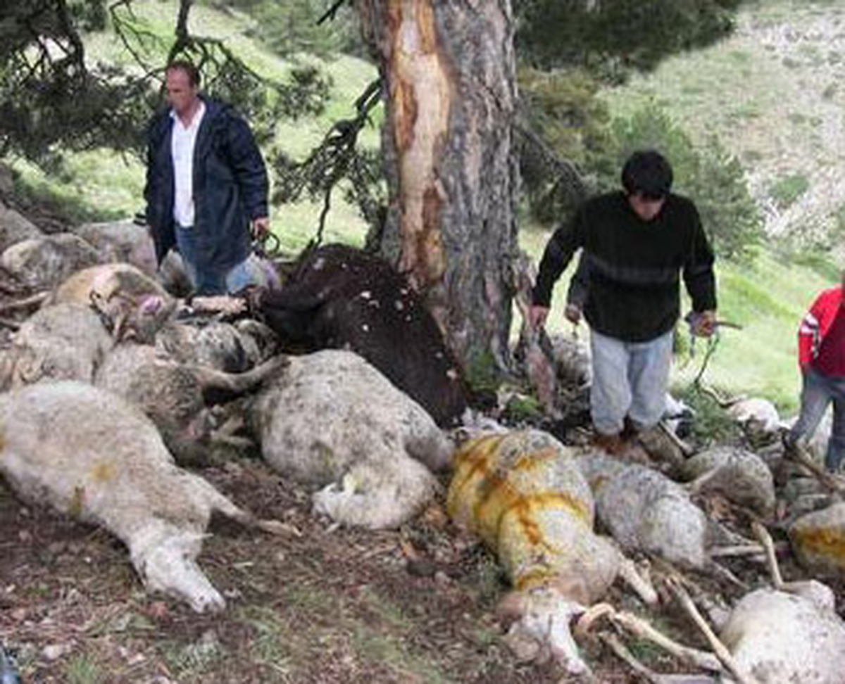 Yıldırım Düştü, 120 Koyun, 2 Köpek ve 1 Eşek Telef Oldu