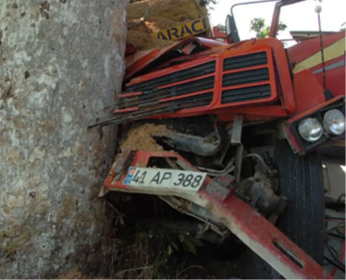 Asırlık Çınara Çarptı