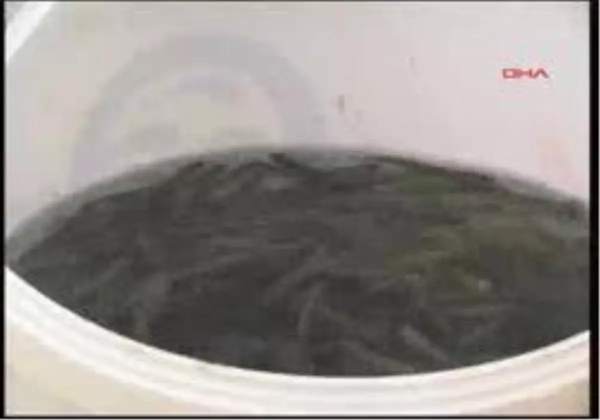 Bolu - Abant Gölü\'ne 180 Bin Abant Alası Bırakıldı