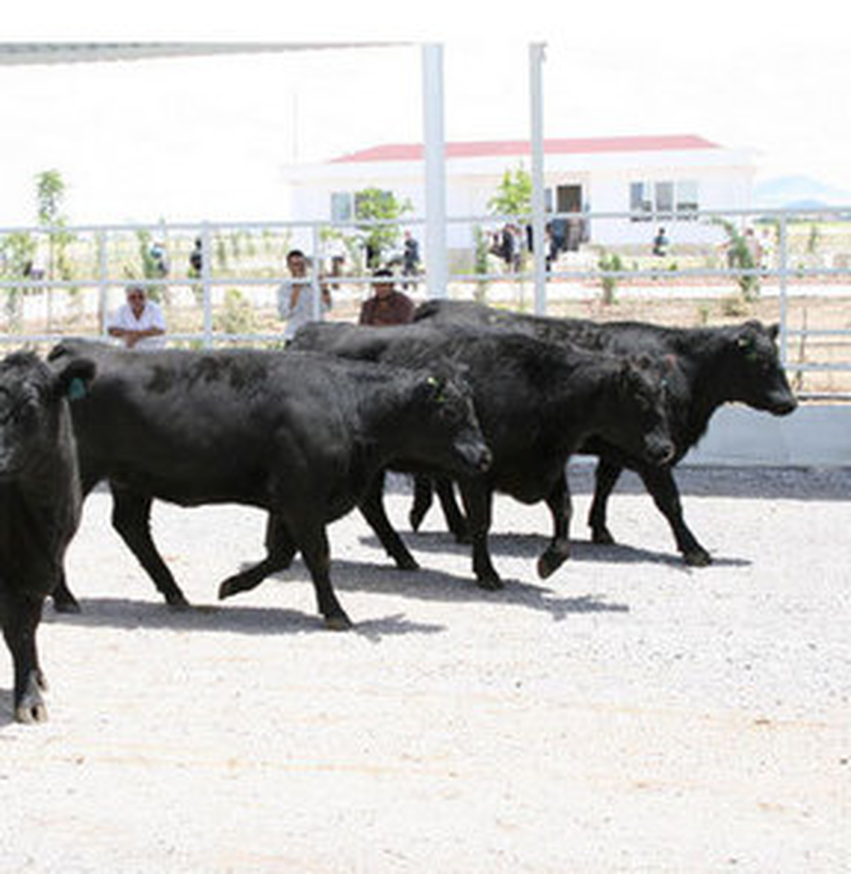 Esenboğa Havalimanı'nda Angus 'Avı'