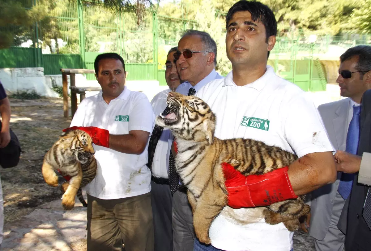 Türkiye’de Bengal Kaplanı’nın Yavruladığı İlk Hayvanat Bahçesi 'Gaziantep Hayvanat Bahçesi' Oldu