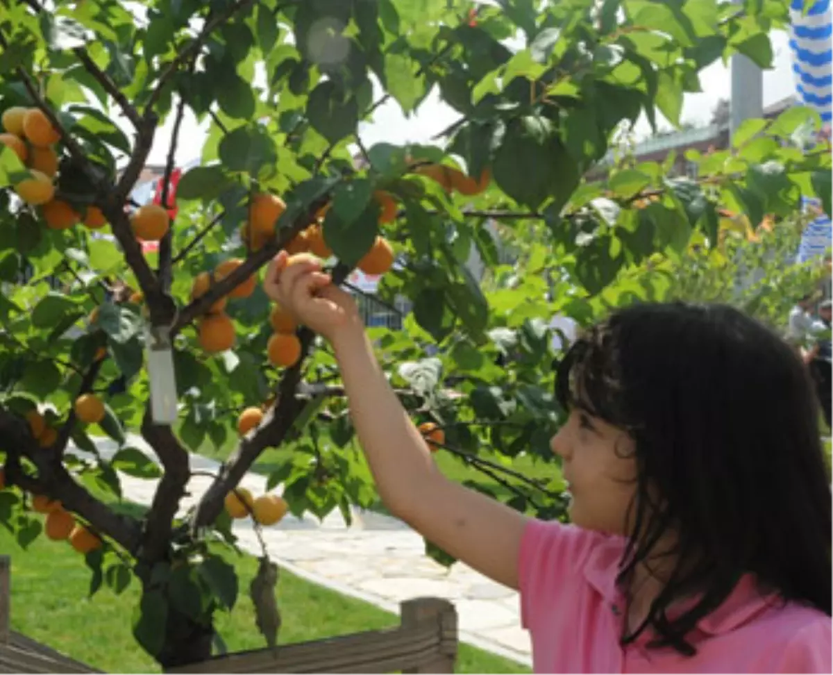 Kayısı Bahçesi Pikniğe Açıldı