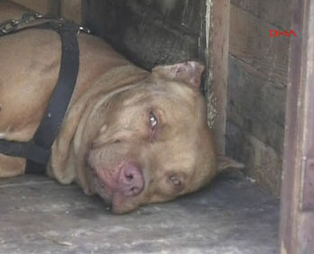 Adana'da Pitbull Kavgası 