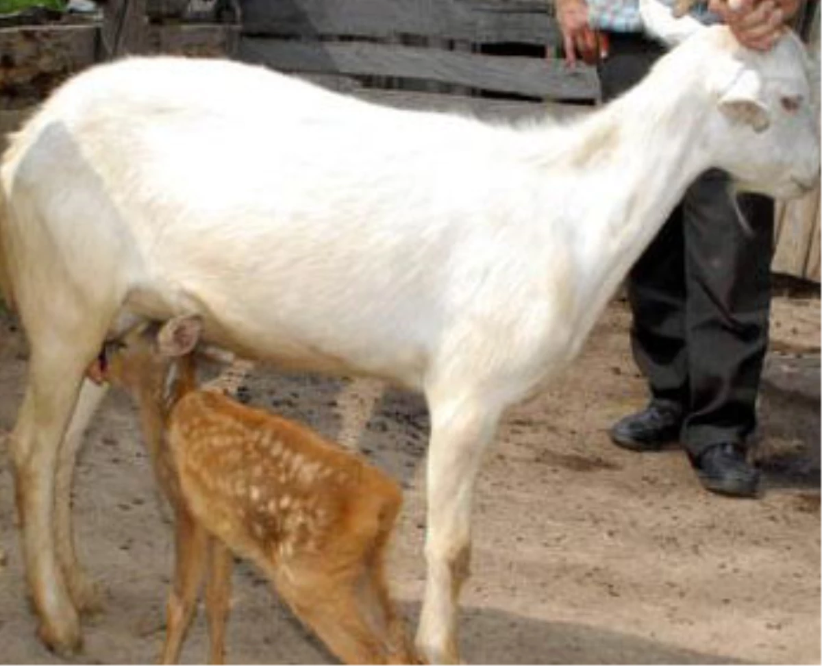 Yavru Karacaya Keçiler Annelik Yapıyor