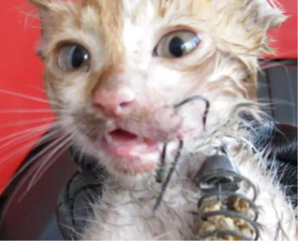 Balık Oltasıyla İşkence Yapılan Kedi Emin Ellerde