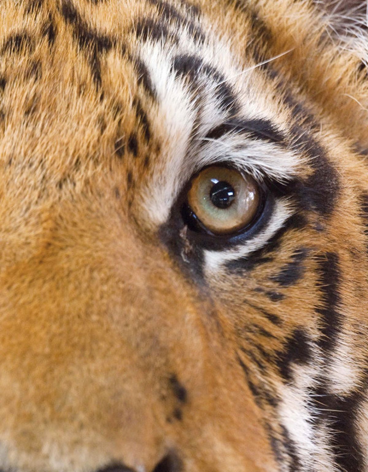 Maximiles’tan 5 Kat Mil Kazandıran Kampanya