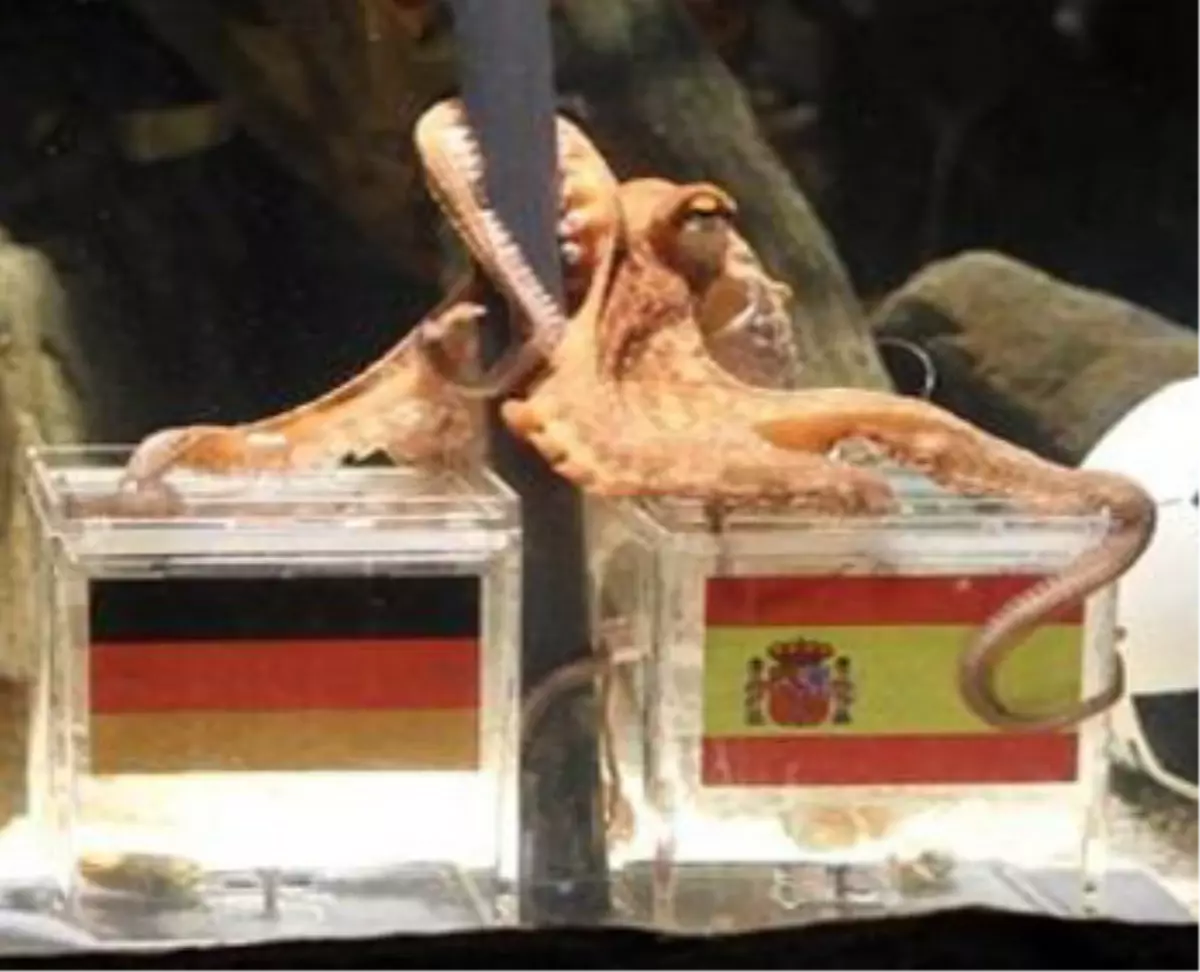 Bahisçilerin Gözü Ahtapot Paul\'ün Final Tahmininde