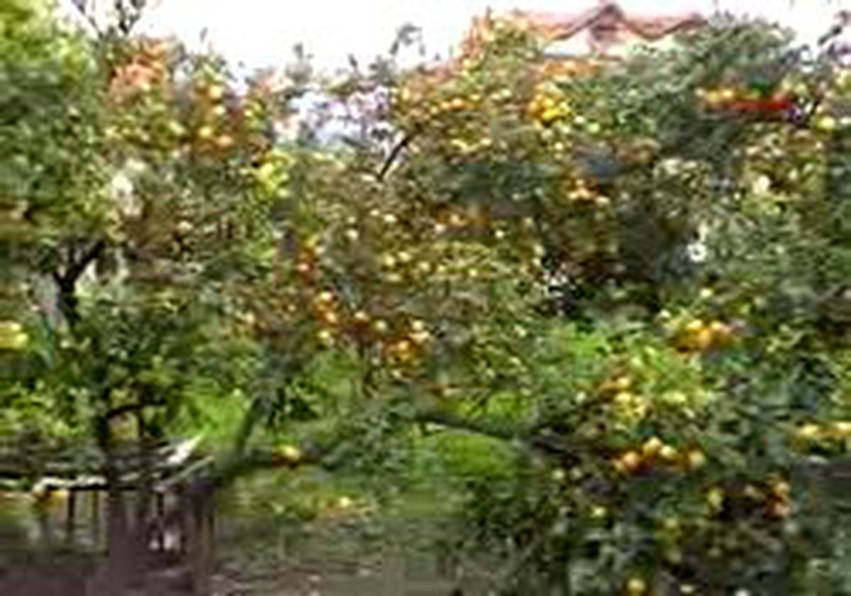 Limon Üreticisini Güldürmedi