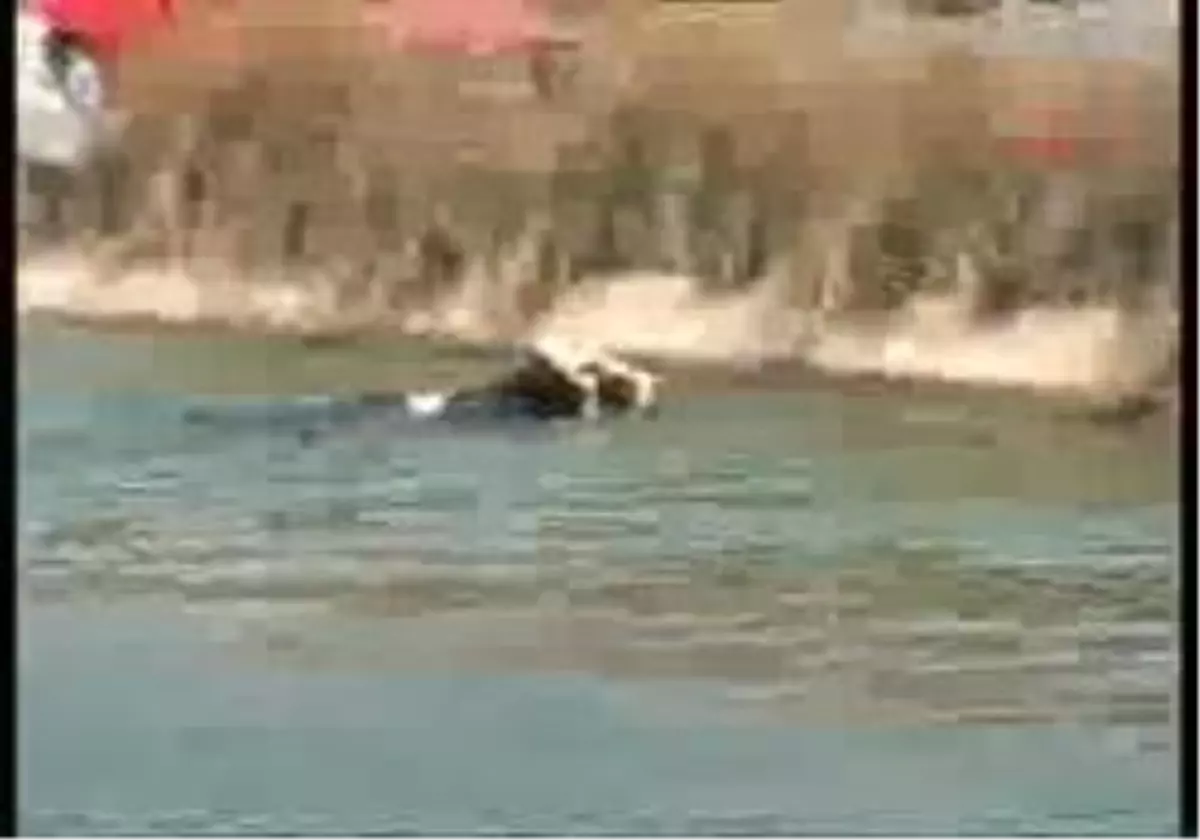 Adana - Sulama Kanalına Düşen İnek Ve Öküz Böyle Kurtarıldı