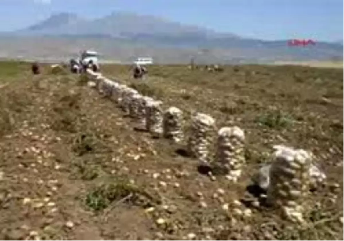 Niğde\'de Patateste Buruk Hasat