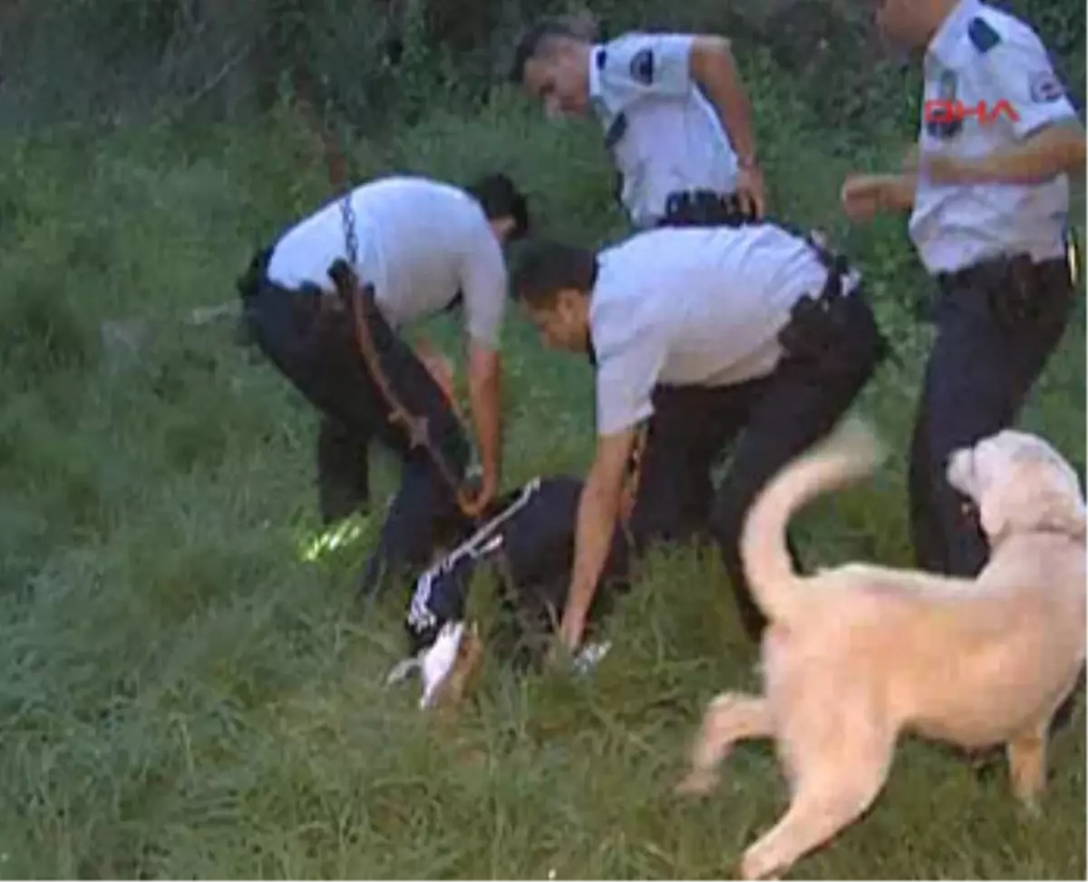 Köpek Kulübesinden Hırsız Çıktı