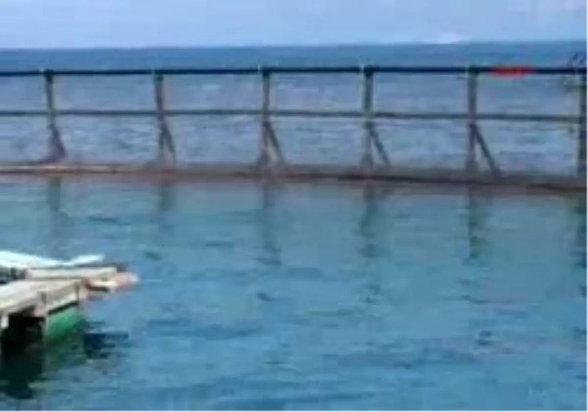 Badem\'e Özel Kafes