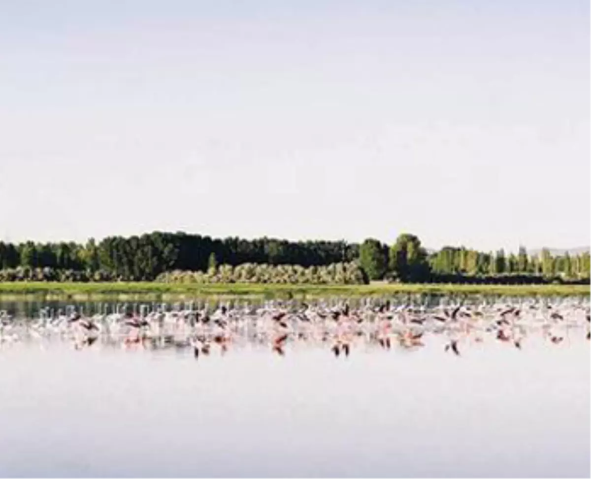 Türkiye\'de 465 Kuş Türünden 194\'ü Niğde\'de