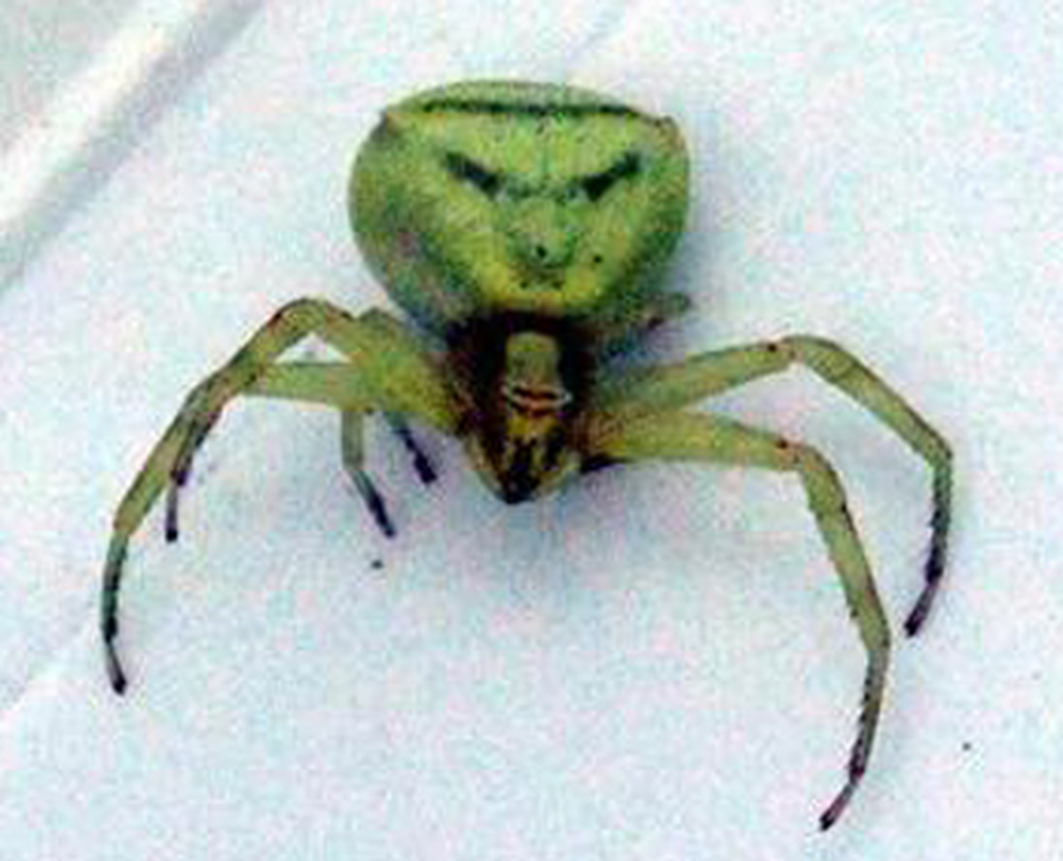 'İnsan Yüzü' Görünümlü Örümcek