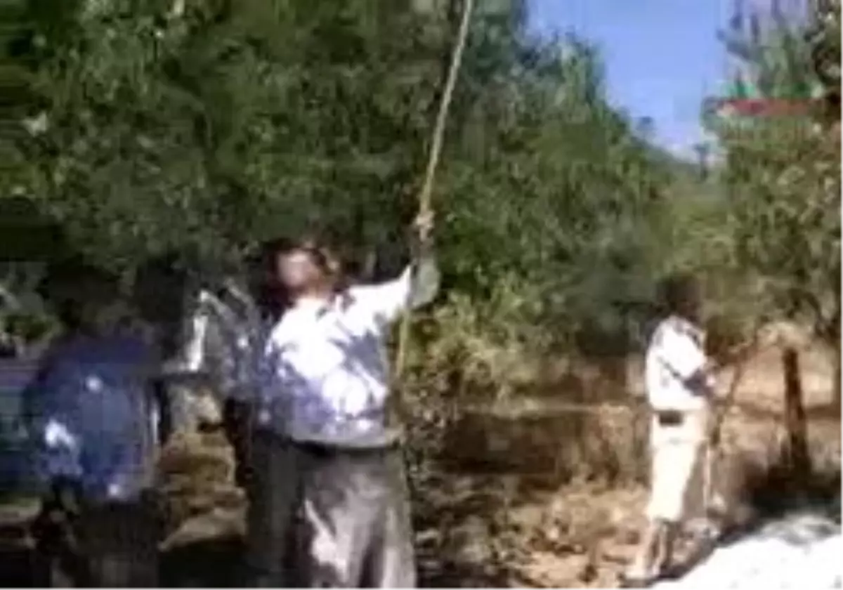 Datça - Ak Partili Hıdır, Badem Üreticisinden Referandumda Destek İstedi