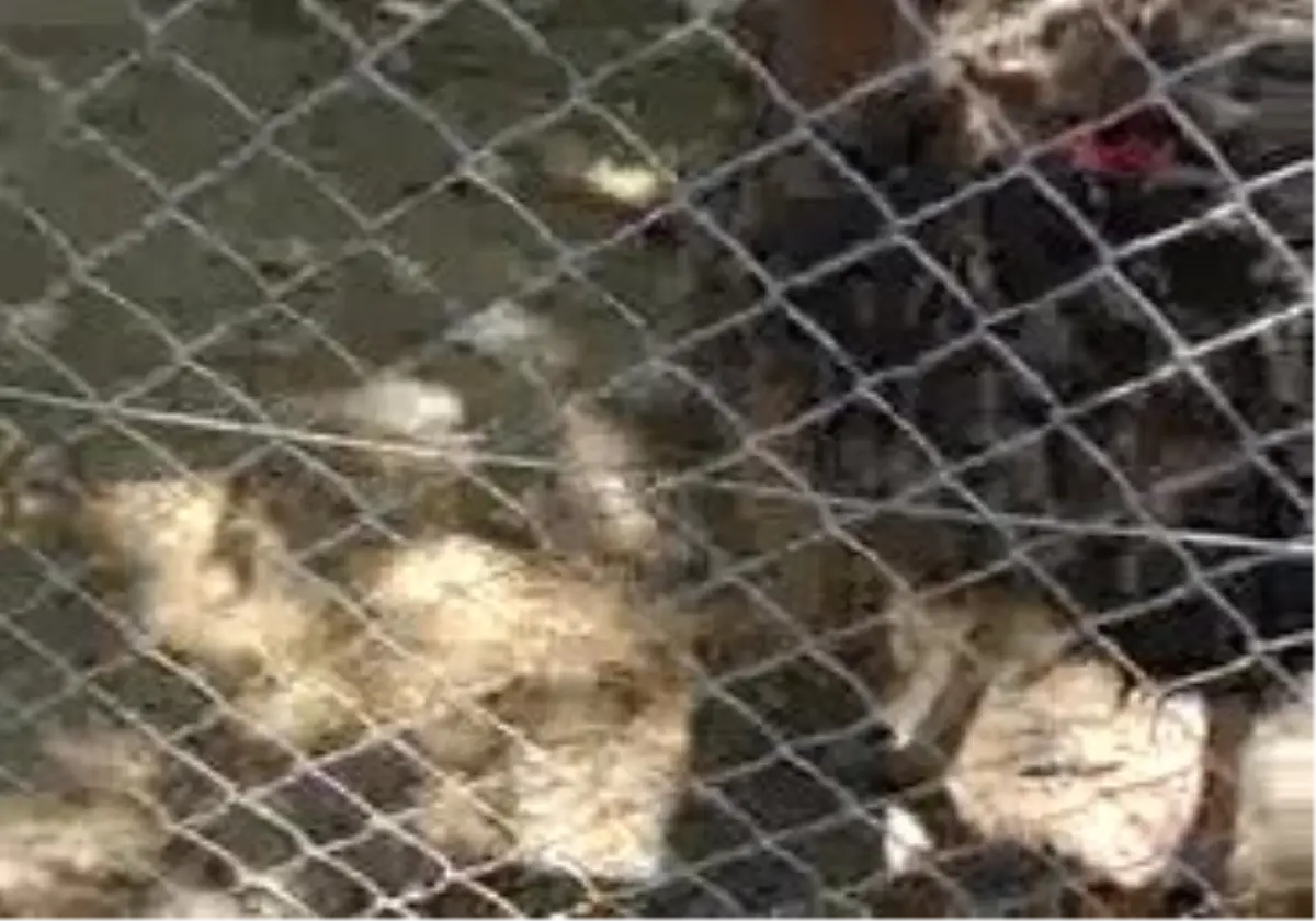 Fethiye - Hayvanat Bahçesinde Ayağını Kıran Devekuşu Yaşam Savaşı Veriyor