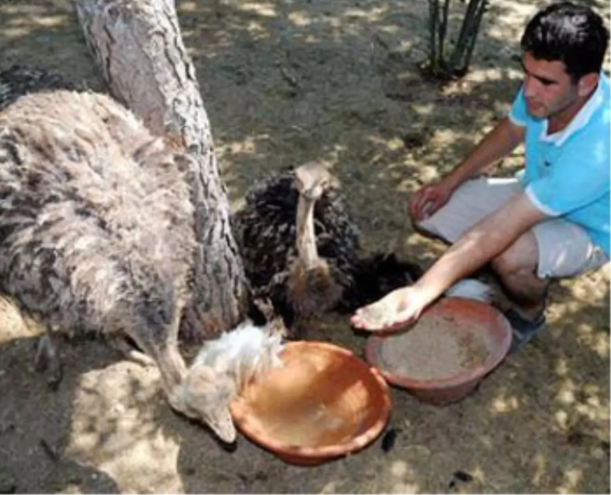 Yaralı Devekuşu Yaşam Savaşı Veriyor